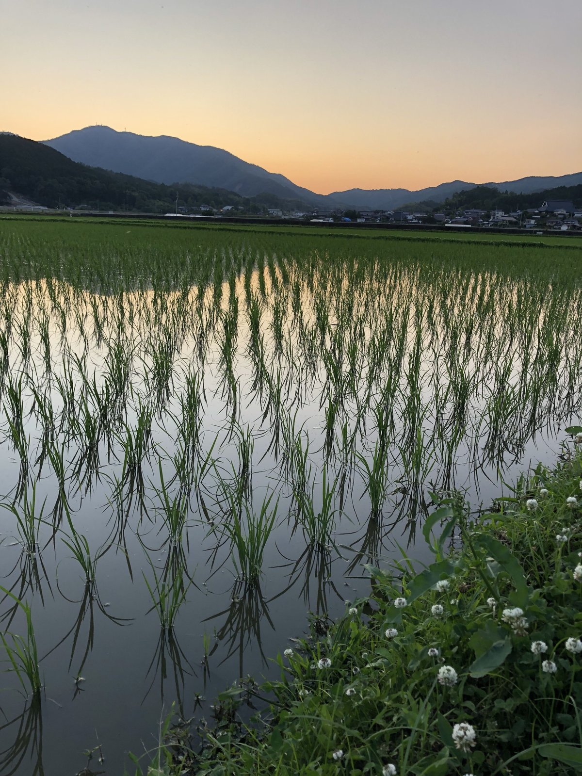 令和五年産 綾竹米 5kg | IAI FARM