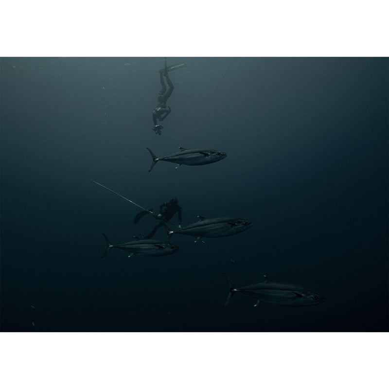 アクリル写真】人とマグロ | Mission100
