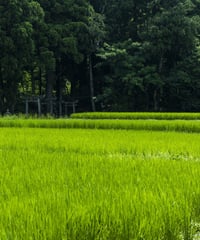 新之助 玄米30kg