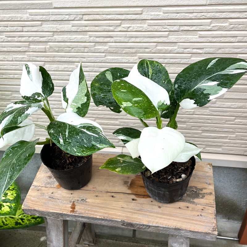 希少?ぴんく斑入り?フィロデンドロン ホワイトプリンセス 発根済み