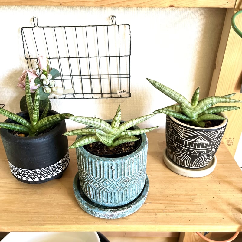 斑入り サンスベリア ボンセレンシス　子株付き 斑入り サンスベリア ボンセレンシス 子株付き 家族が出きました