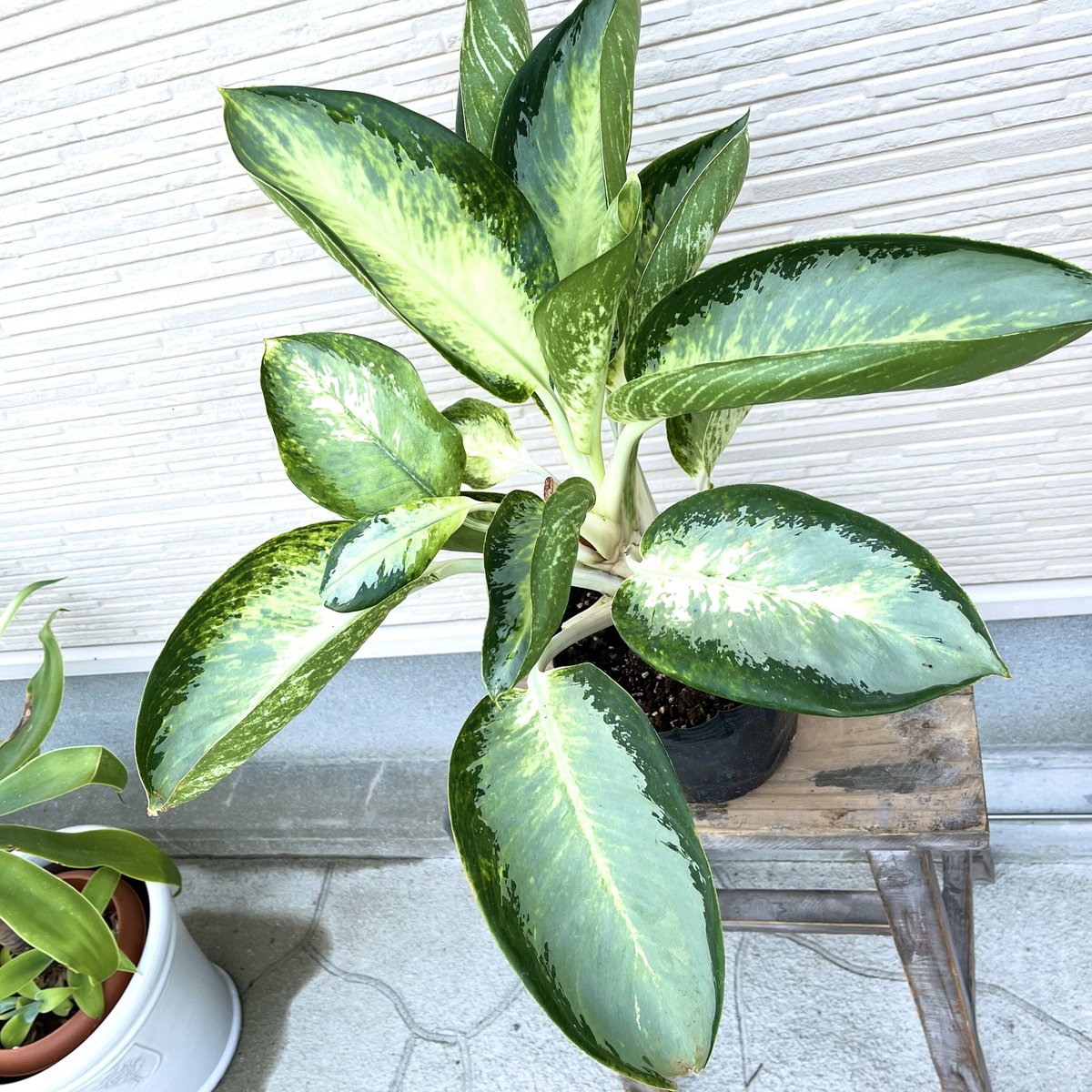 アグラオネマ・カンクン(６寸ポット) レア植物