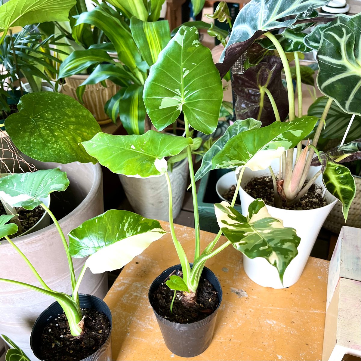 クワズイモ 黄斑 斑入り 激レア