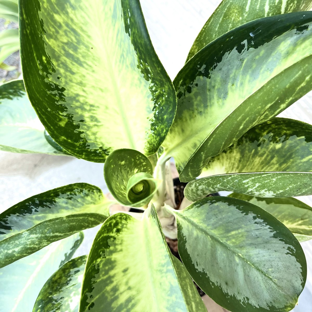アグラオネマ・カンクン(６寸ポット) レア植物