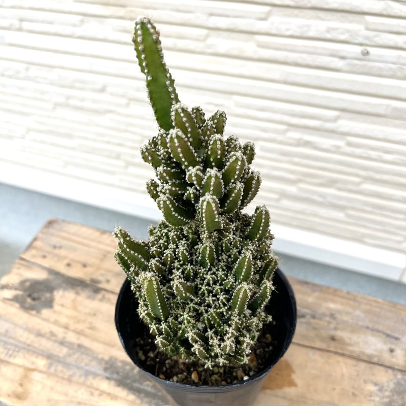 ❤️【大人気観葉植物】❤️電磁波吸収サボテン 極太セレウスサボテン  