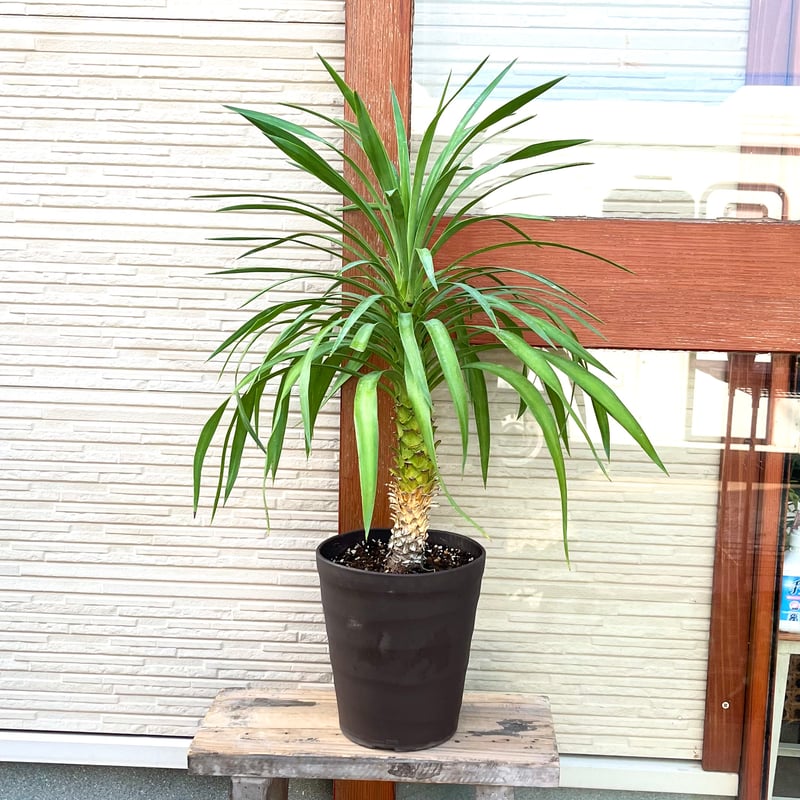 ユッカ・デスメティアーナ(6号高さ19.5cm茶プラ鉢) レア植物 | か 