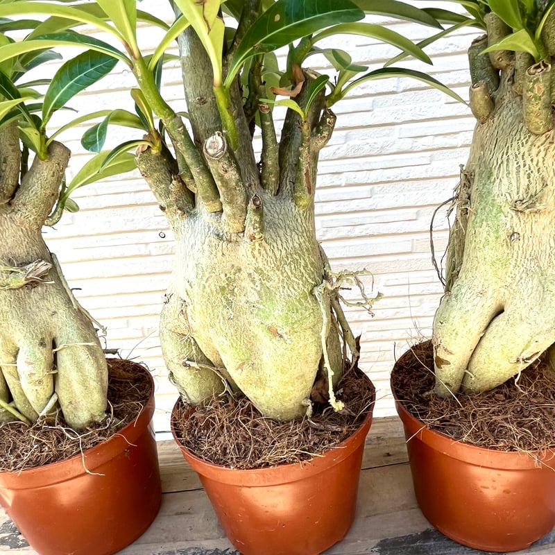 塊根植物 アデニウム・アラビカム （鉢付き）AD-06 アデニウム