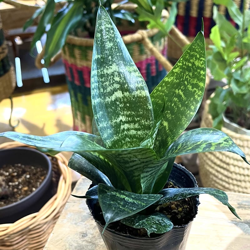 早い者勝ち‼️【❤️人気観葉植物❤️】サンスベリアサンセベリア抜き