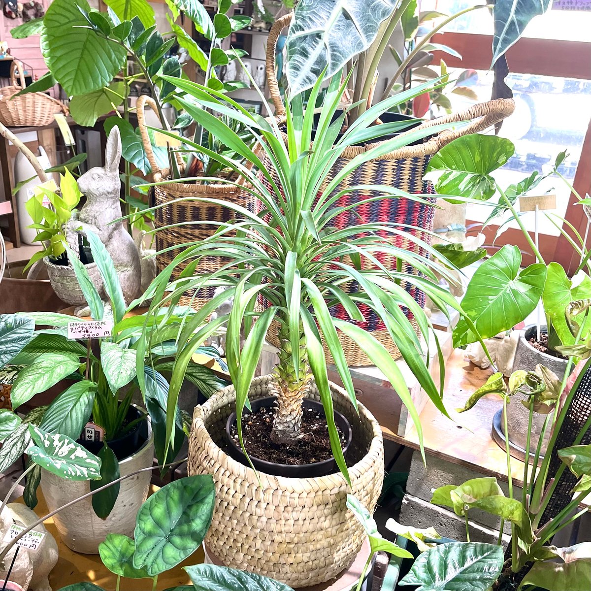 【コンパクトサイズ】ユッカ　デスメティアーナ子株付き⑯ ぞうさん様専用【コンパクトサイズ】ユッカ デスメティアーナ