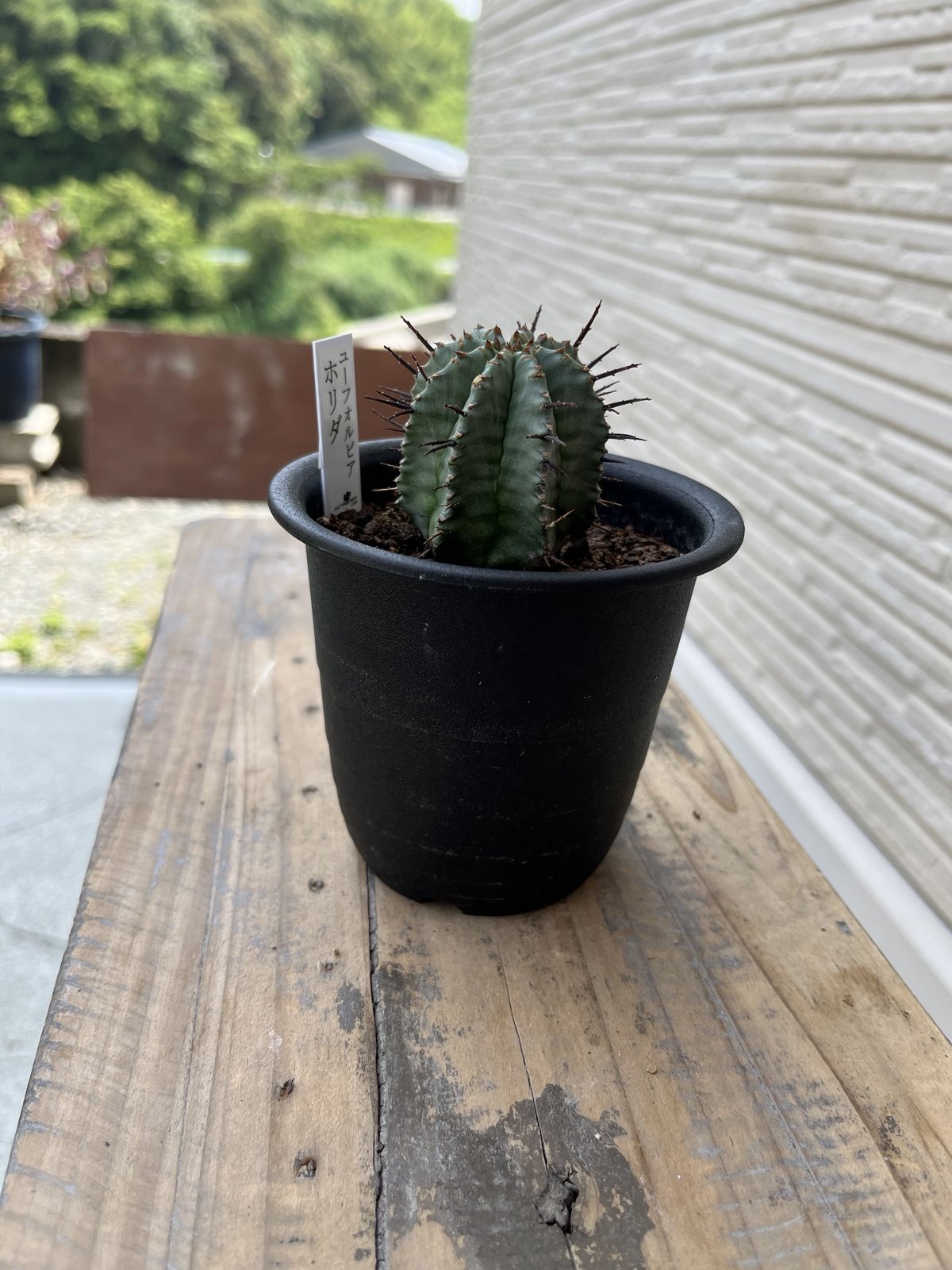 激レア)プテロカクタス フランス種子実生 19種類セット 激レア)プテロ