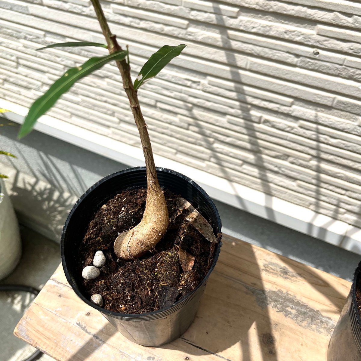 その3☆ブラキキトン☆2.5m位☆ その3☆ブラキキトン☆2.5m