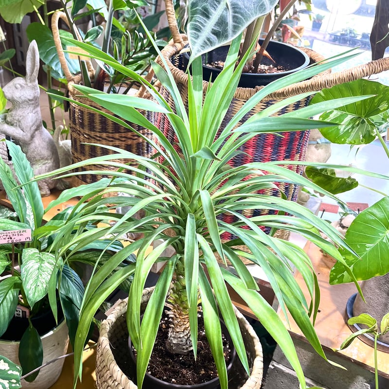 ユッカ・デスメティアーナ(6号高さ19.5cm茶プラ鉢) レア植物 | か 