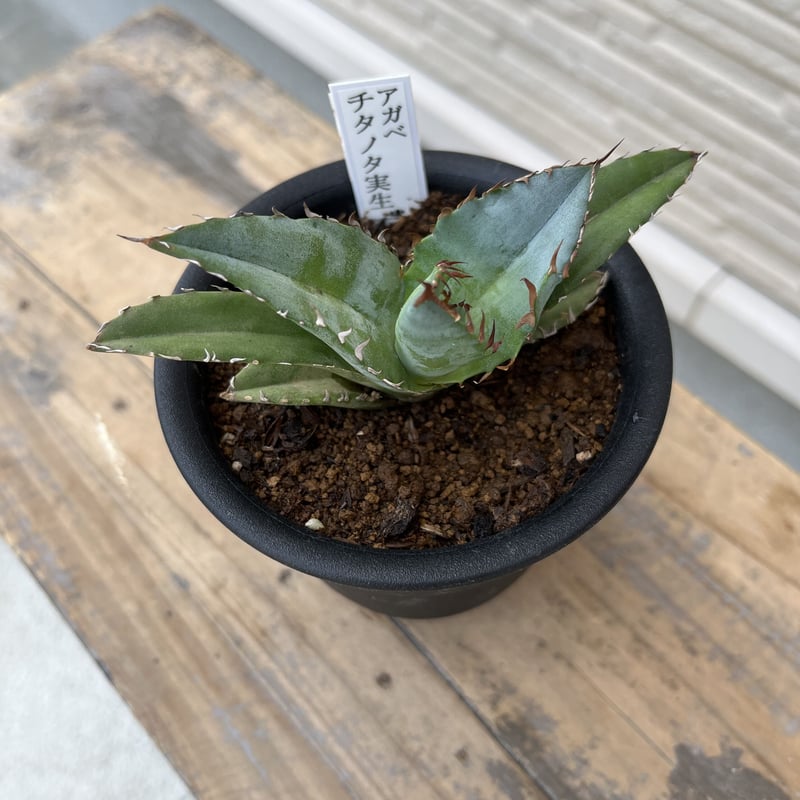 チタノタブルー実生株 アガベ チタノタブルー 実生株