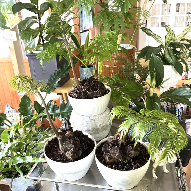 ③ 5号1鉢 ヒノタニリュウビンタイ 写真のものを葉を切らず発送 【公式