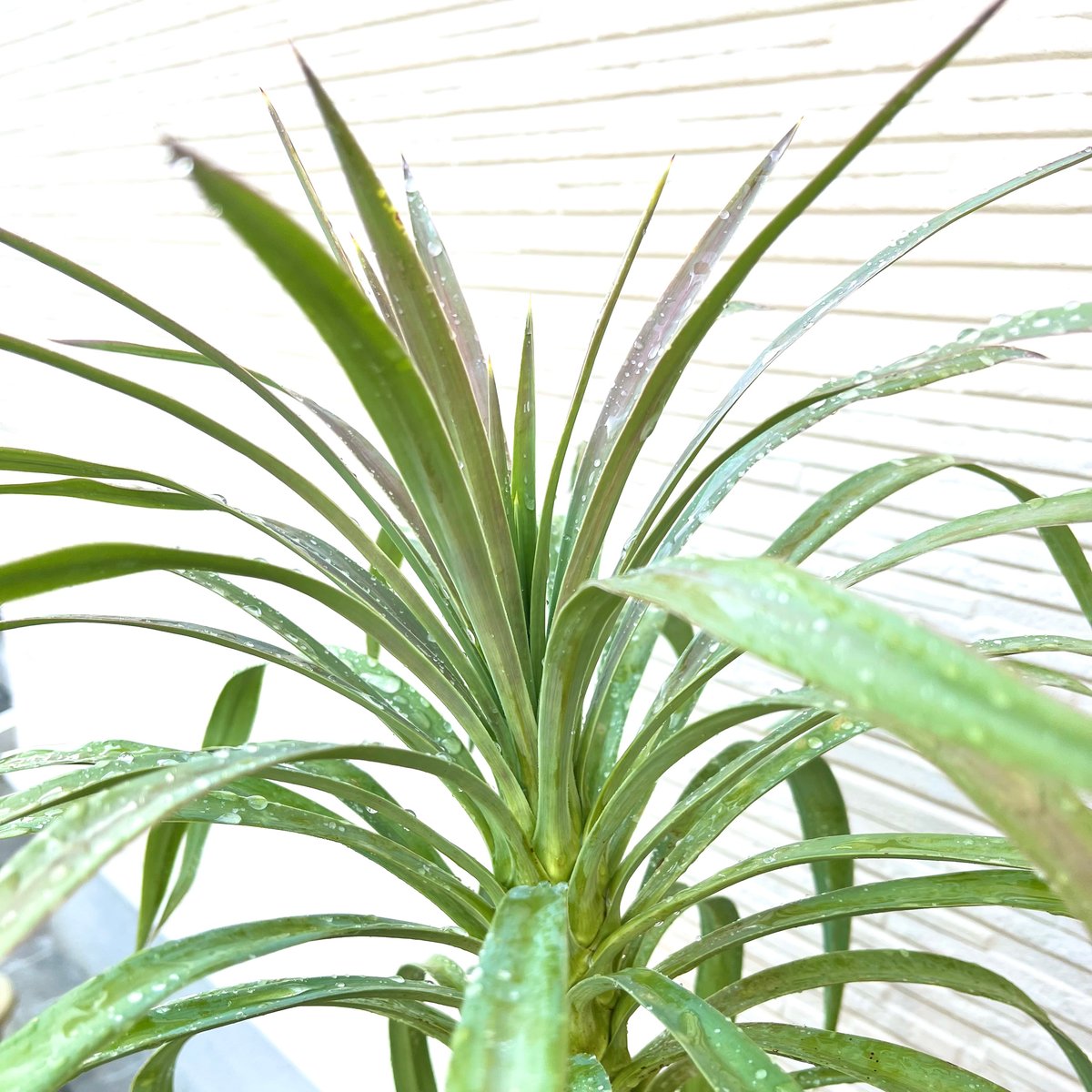 ユッカ・デスメティアーナ(６号高さ１９.５cm白プラ鉢) レア植物 | か