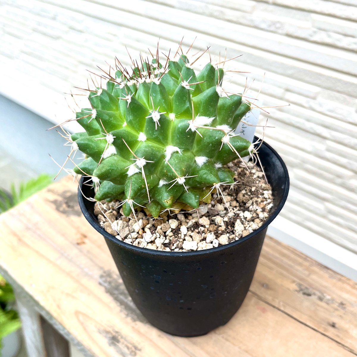 特大株❗️ウチワサボテン　ベレン　 直径35センチ以上❗️ 特大株❗️ウチワサボテンベレン 直径35センチ以上❗️