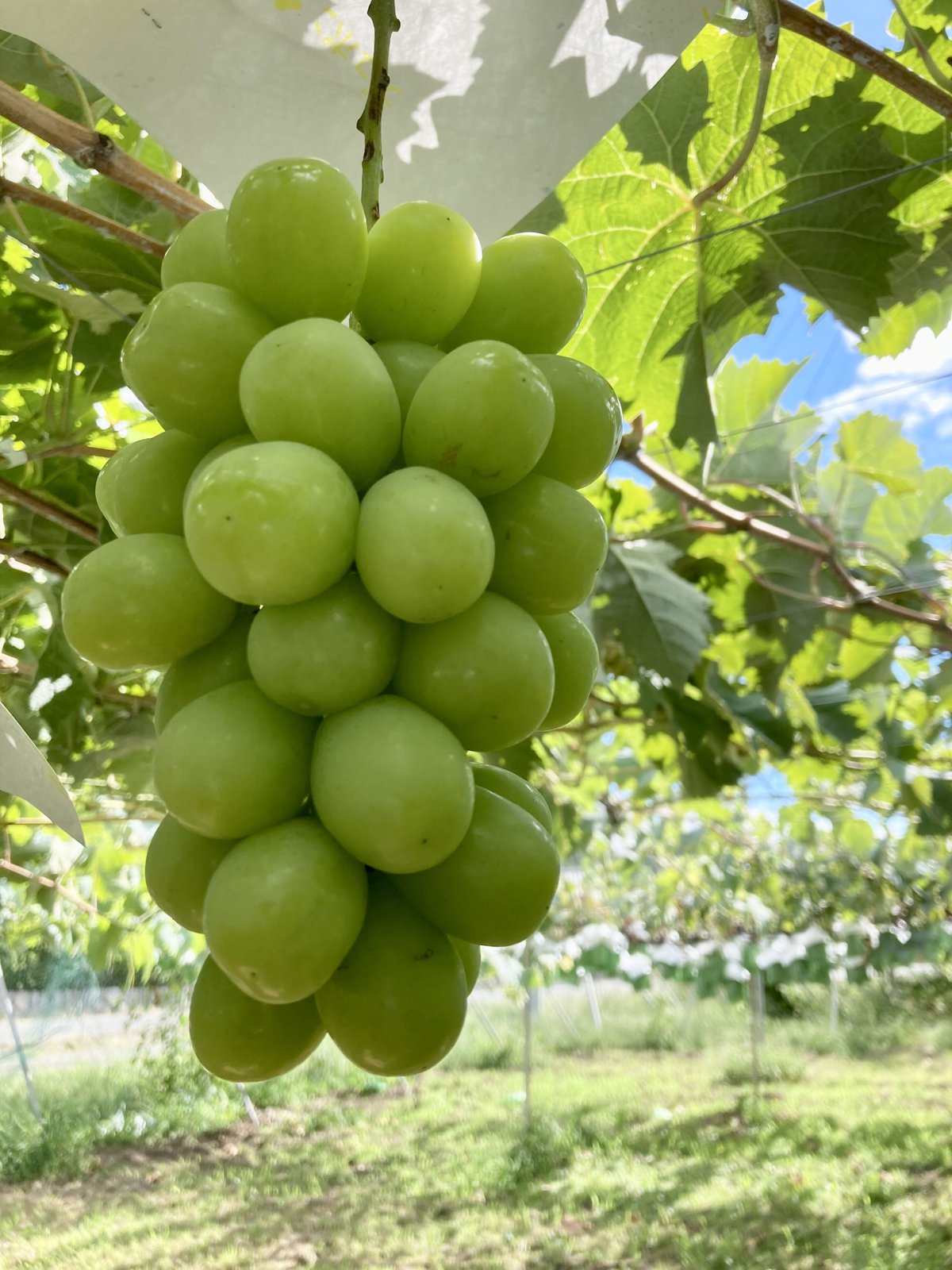 『シャインマスカット』長野県産ぶどう 秀品 超特大5kg 長野産 特秀品 大粒特大【シャインマスカット】一箱5kg 12房入