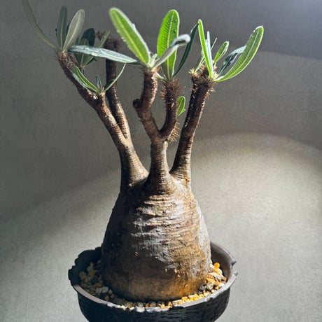 パキポディウムグラキリス | STORES