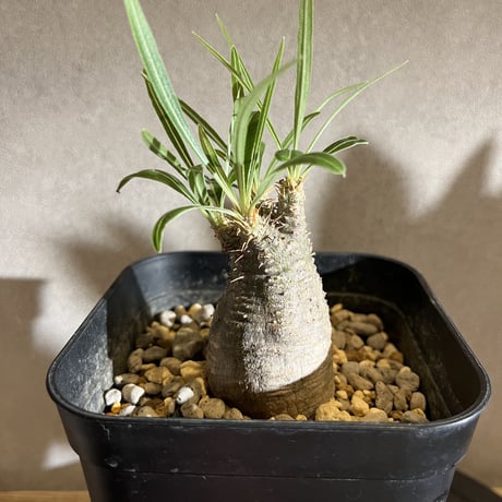 STORES 塊根植物の検索結果