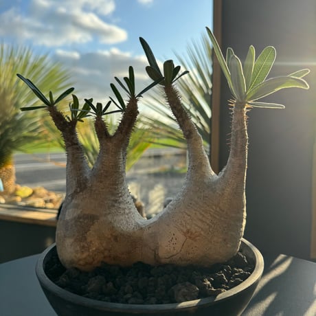 パキポディウム グラキリス パキポディウム グラキリス 【CAUDEX LIFE