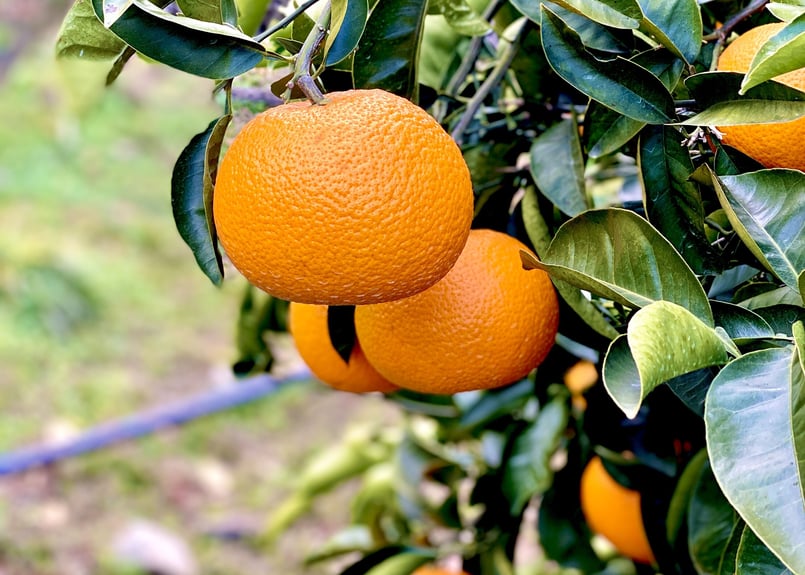 瀬戸内柑橘ジャム人気アソートセット(ギフトにも最適) | kawada citrus