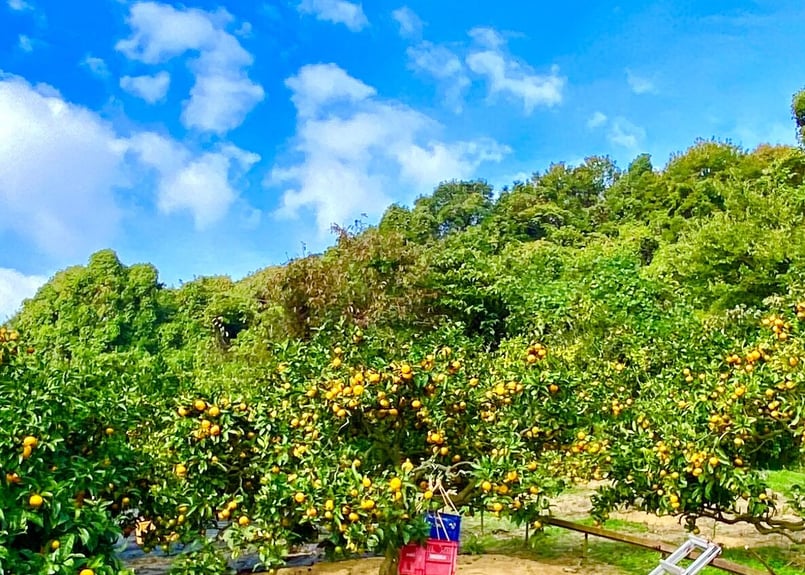 瀬戸内柑橘ジャム人気アソートセット(ギフトにも最適) | kawada citrus