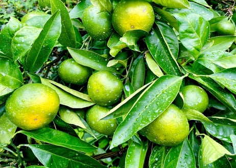 kawada citrus farmyard STORE