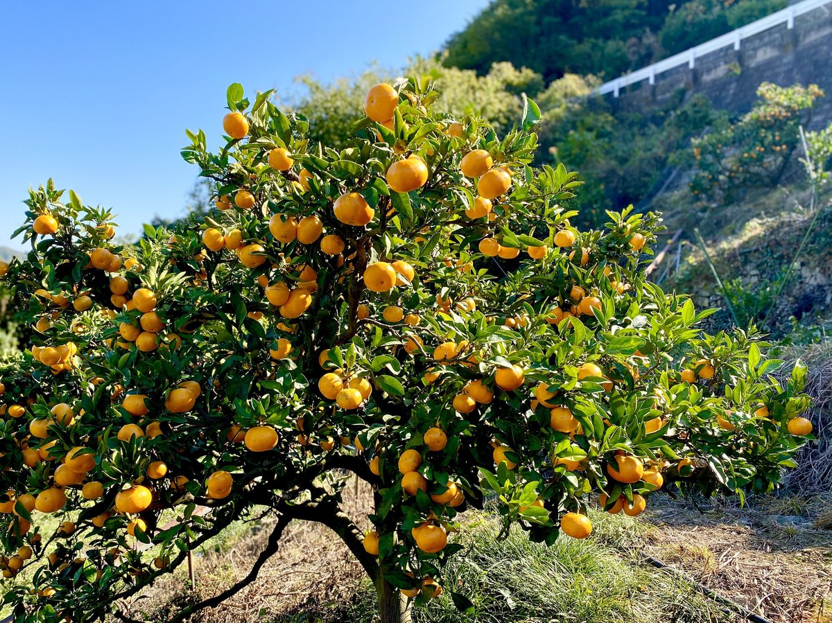 瀬戸内柑橘ジャム人気アソートセット(ギフトにも最適) | kawada citrus