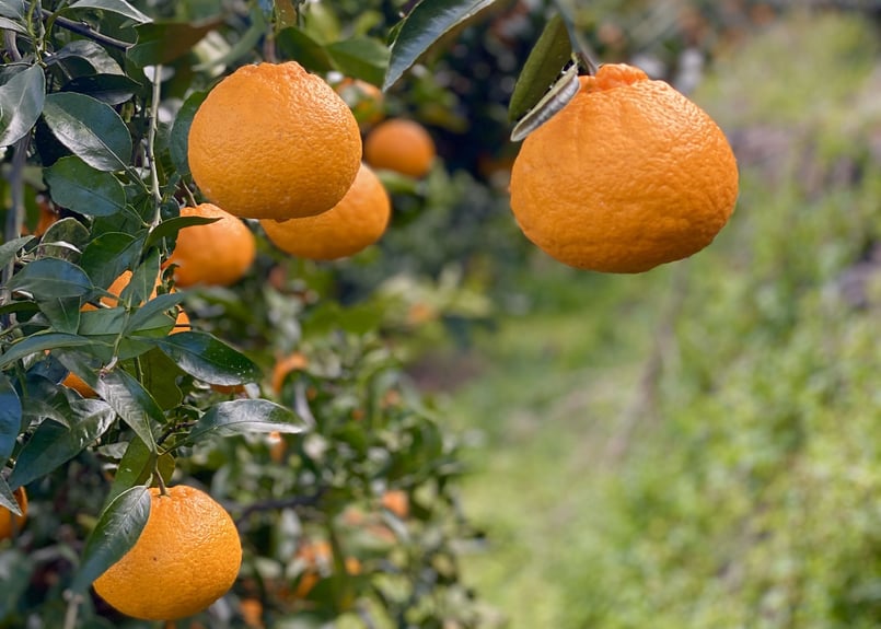 まどか 200gニ箱 ヤマニパッケージ トマト1kg黒サービス箱(150入) L-2067 | 資材の激安