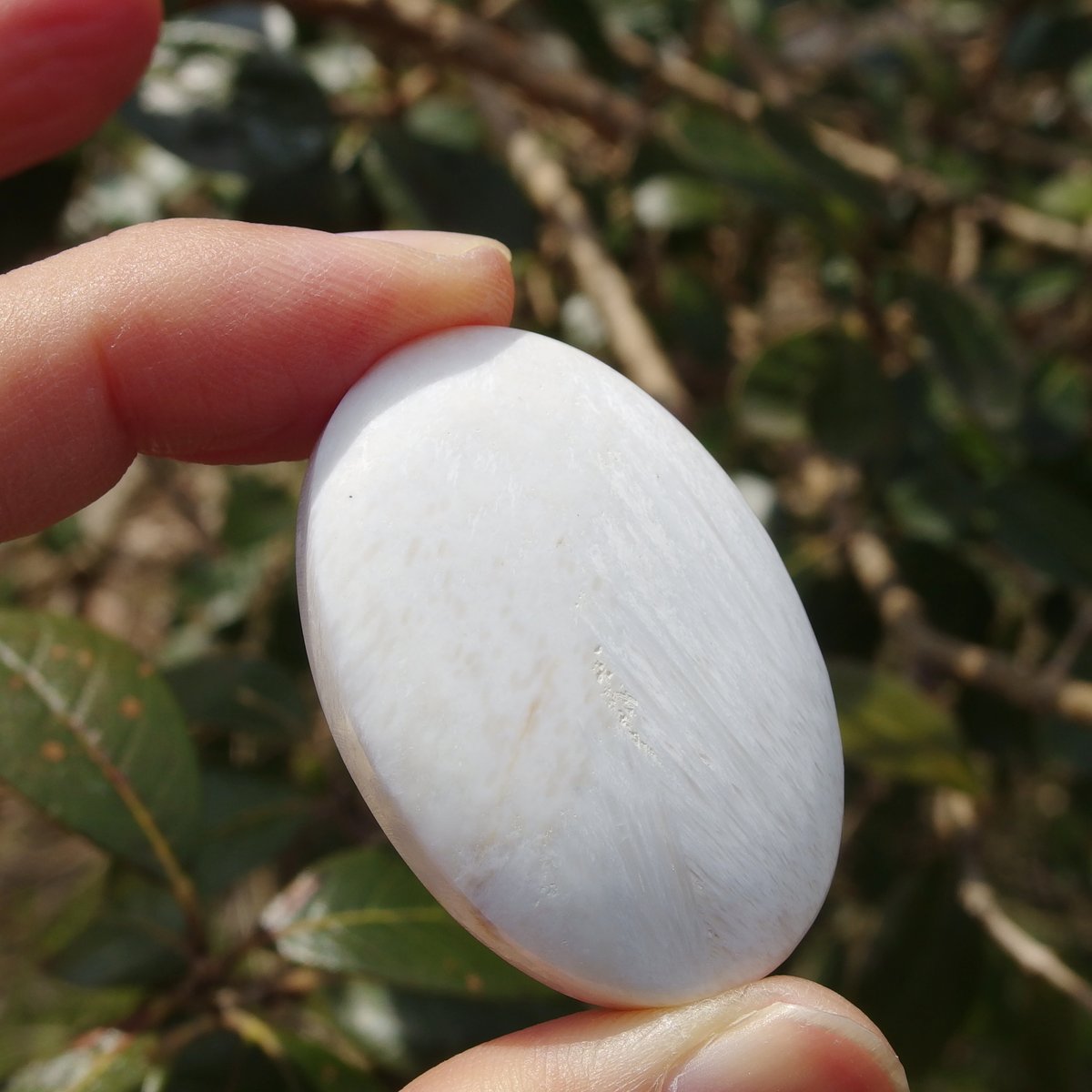 スコレサイト | Crystal Light