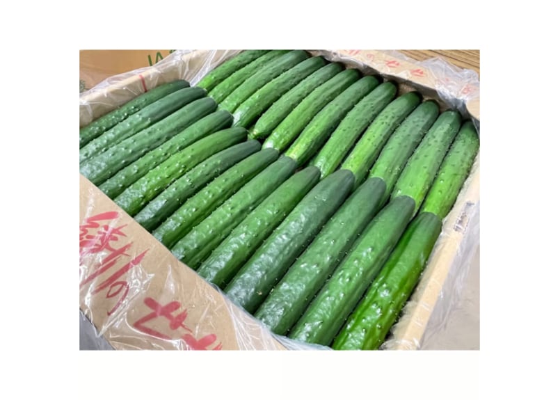 胡瓜5kg | JAみやざき 綾町オンラインショップ