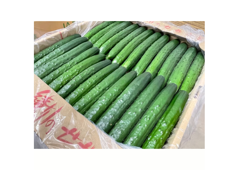 【きゅうり】 きゅうり 