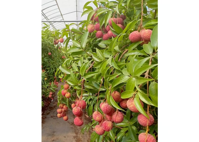 希少】綾町産生ライチ 500g 化粧箱 | JAみやざき 綾町オンライン