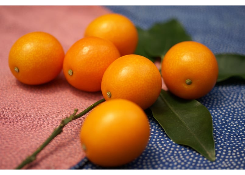 きんかん 完熟きんかん『たまたま』1kg | JAみやざき 綾町オンラインショップ