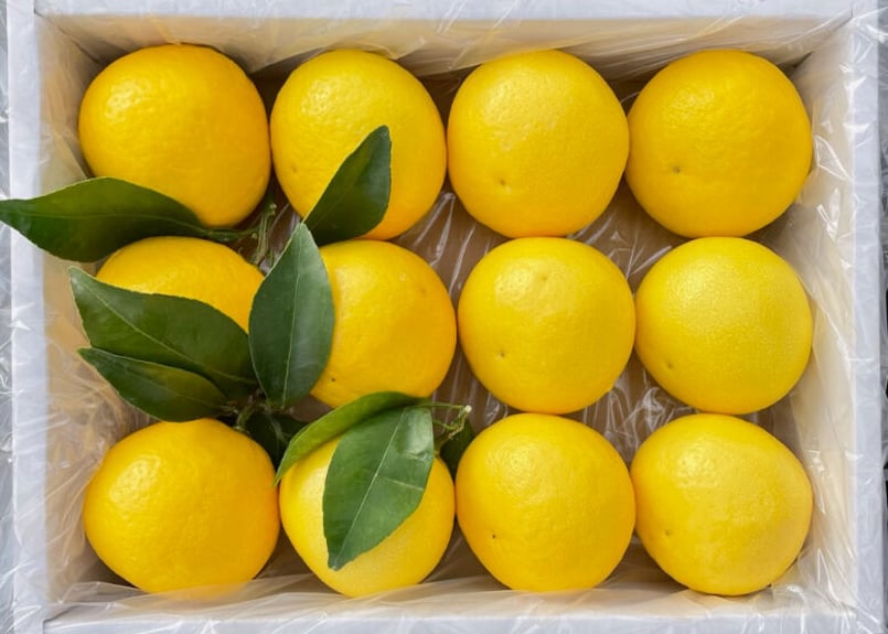 種なし日向夏 2.5K化粧箱 | JAみやざき 綾町オンラインショップ