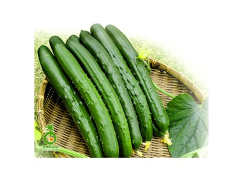 胡瓜5kg | JAみやざき 綾町オンラインショップ