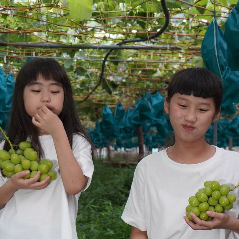 島根県出雲産 贈答用シャインマスカット2房 8月上旬〜お届け | えん