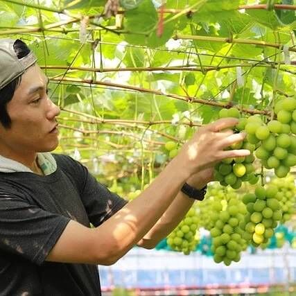 172 【島根県産】シャインマスカット約2キロ(3〜5房) 15【島根県産】シャインマスカット約2キロ(3〜5房)