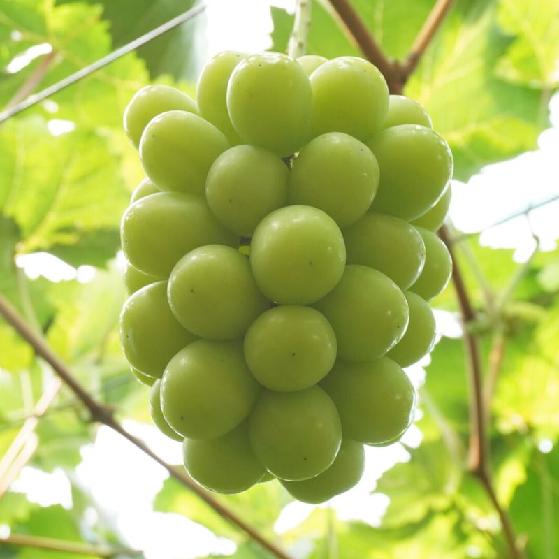 島根県出雲産 贈答用シャインマスカット2房 8月上旬〜お届け | えん