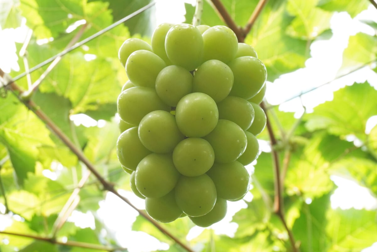 194【島根県産】シャインマスカット約2キロ(3〜5房) 194【島根県産