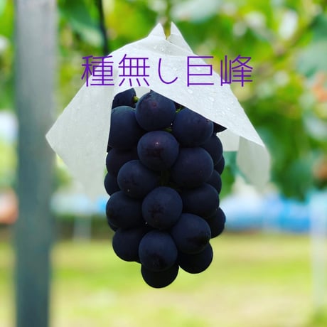 園主ひとっしゃんお勧めぶどうセット数量限定