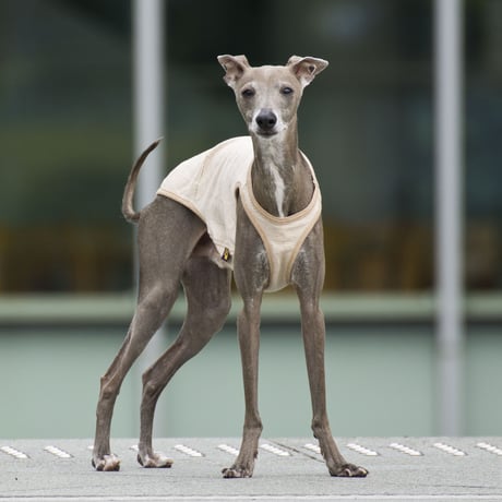 オーガニックコットン・ボーダータンク
