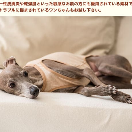 オーガニックコットン・ボーダータンク