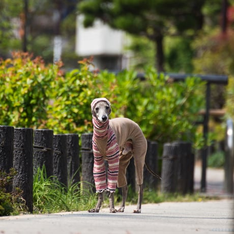 フラジェネカバーオール