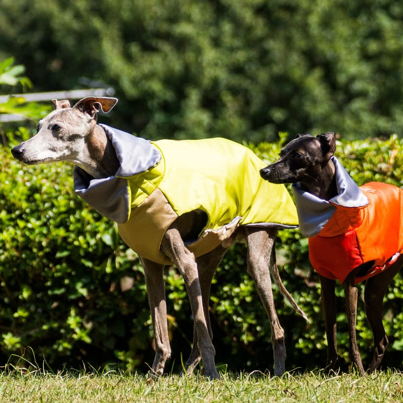 ライトパッティングジャケット | FEEL SO DOOG（フィール・ソー