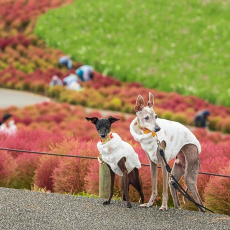 廃盤　新品タグ付き　 Medium Skiffles Dog Sturdy Luggage Supply｜