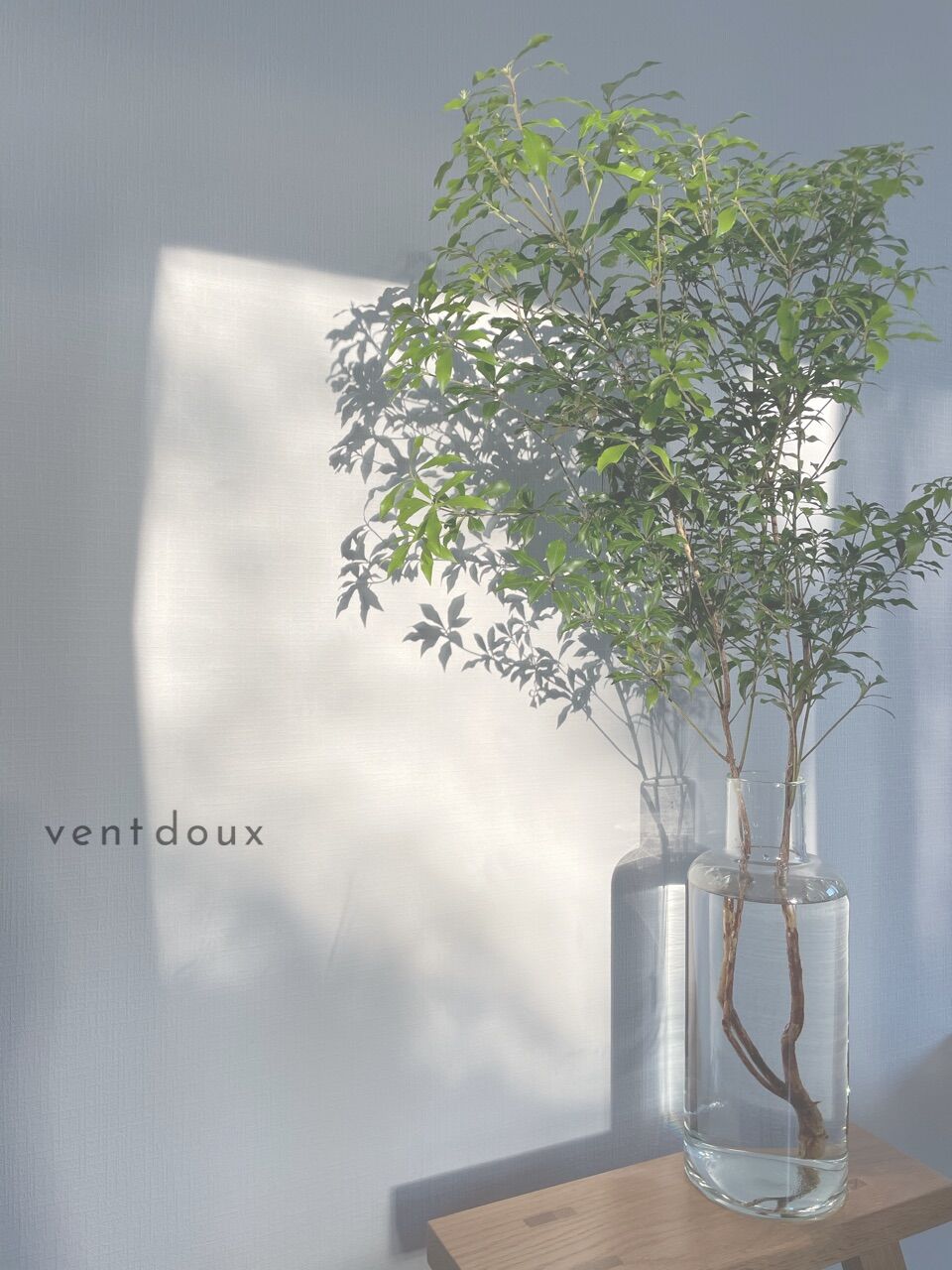 vent doux