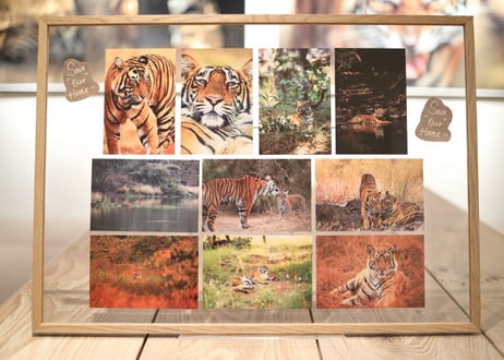 WWFシャパン コラボアイテム「Save “Our” Home！」Post Card 10枚セット