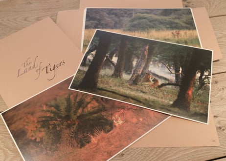 Special 12 Photo-Folio「The Land of Tigers」【BOX入り】+MOEBEフレームセット