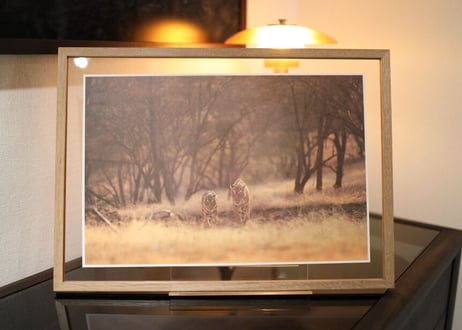 Special 12 Photo-Folio「The Land of Tigers」【BOX入り】